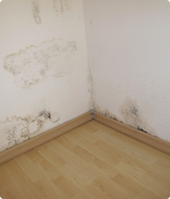 Mold on a Wall - Mold Inspection Raleigh NC